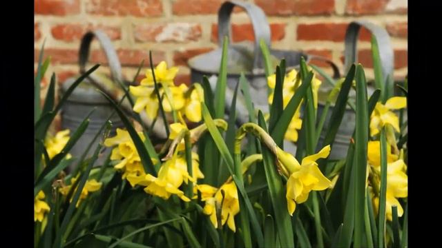 #Нарцисс2 #Narcissus2 Garden #flowers160 Декоративные растения