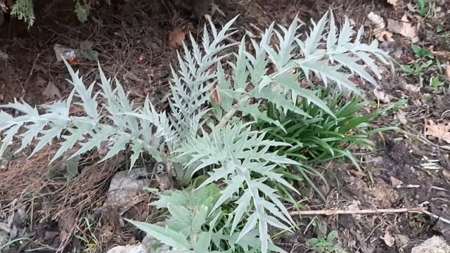 Какие же мощные иголки. Ой!!!