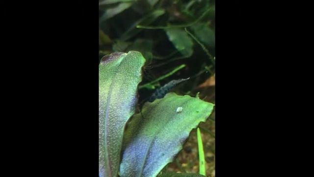 Гидра в аквариуме