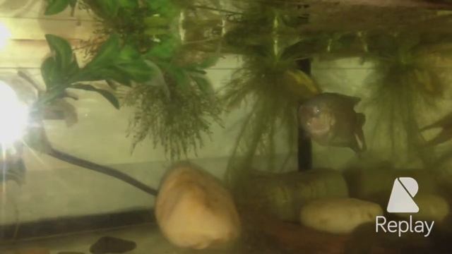 Макроподы.Нерест.Мальки.