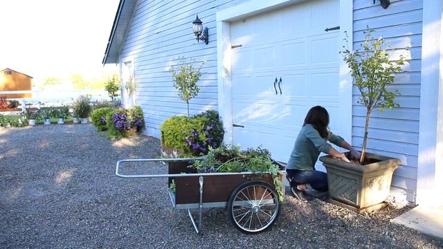 Replanting My White Chiffon Rose Of Sharon    Garden Answer