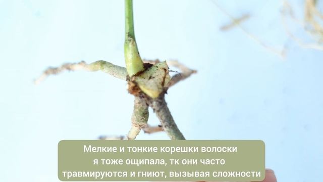 СПАСАЮ АНТУРИУМ/ ВЫРАЩИВАЮ ИЗ НИЧЕГО/ Часть 1