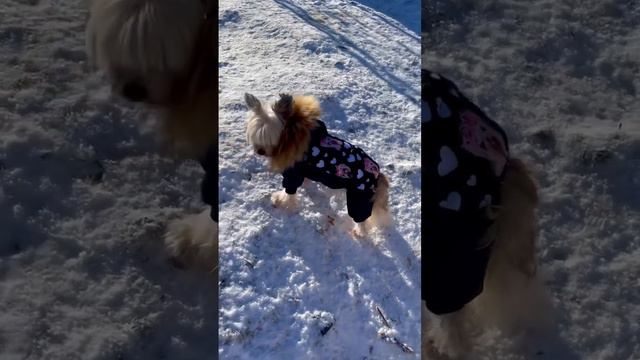 Zimní Oblečky Pro Psy - Kombineza Jorkšír