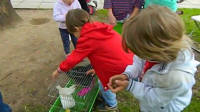 Голуби и черепахи - 8 965 380-13-11