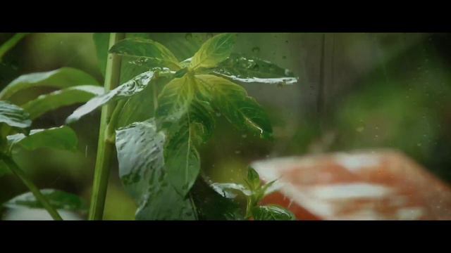 Thoovanathumbikal Theme Music | Violin Cover | Jaison Joy | Johnson Master | Padmarajan