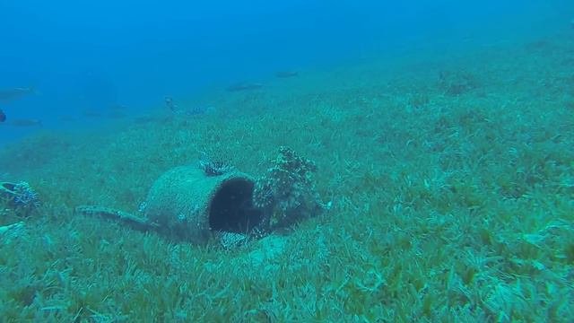 ДАЙВИНГ В ДАХАБЕ / КРАСНОЕ МОРЕ / ОСЬМИНОГ.