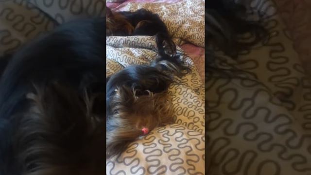 Сладкий сон💤