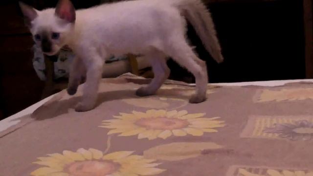 Kitten Очень не легки первые шаги