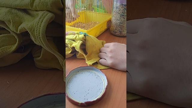 побег!! Уход за сирийским хомяком. Уборка в клетке{СуШиК}❤❤?❤❤