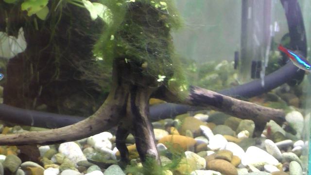 Аквариум на 35 литров 1 мая 2019 года