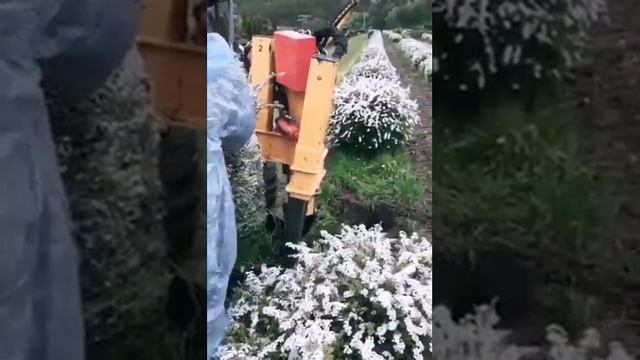 Весенняя выкопка спиреи серой шар, в питомнике Ниваки.