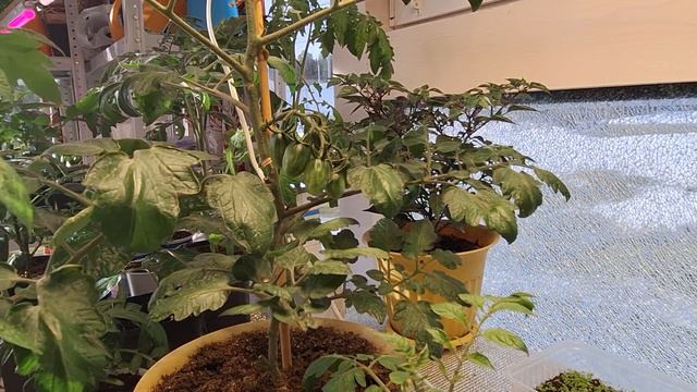 10 кустов томатов из 1 семечки! Чем проще выращиваем рассаду томатов, тем лучше результат!!!