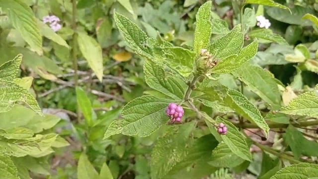 Conoces El Cariaquito Morado Planta Que Atraen Dinero Y Buenas Suerte
