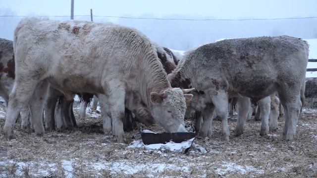Чествование передовиков сельского хозяйства