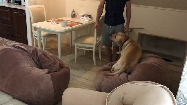 ДРЕССИРОВАННЫЙ ЛАБРАДОР | Жизнь лабрадора