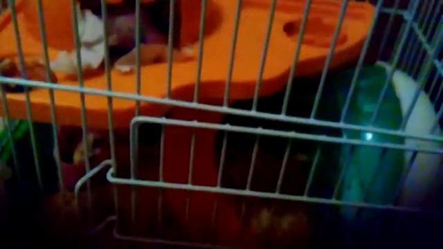 Уход хомяка джунгарского #часть 1