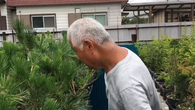 【5㎝以内黒松盆栽仕上がり】2022年8月クチナシ挿し木から5年目のザル育成検証！！すごい結果が明らかに～・やじま園＠盆栽タネ