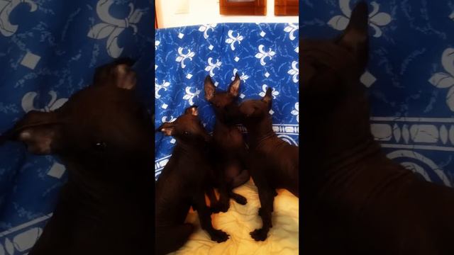 Вкусные ксолята