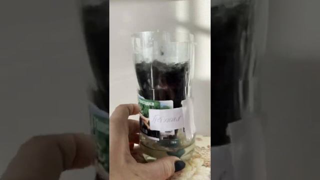 Петуния 3 недели 14 февраля рассада появилась #семена #петуния #февраль