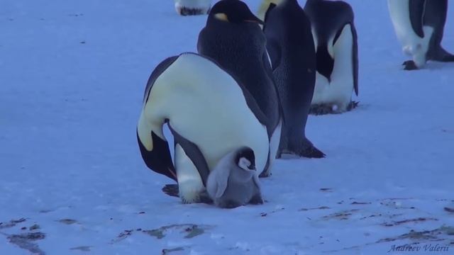 Императорские пингвины