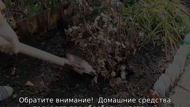 Листья розы в дырочках: чем обработать цветок
