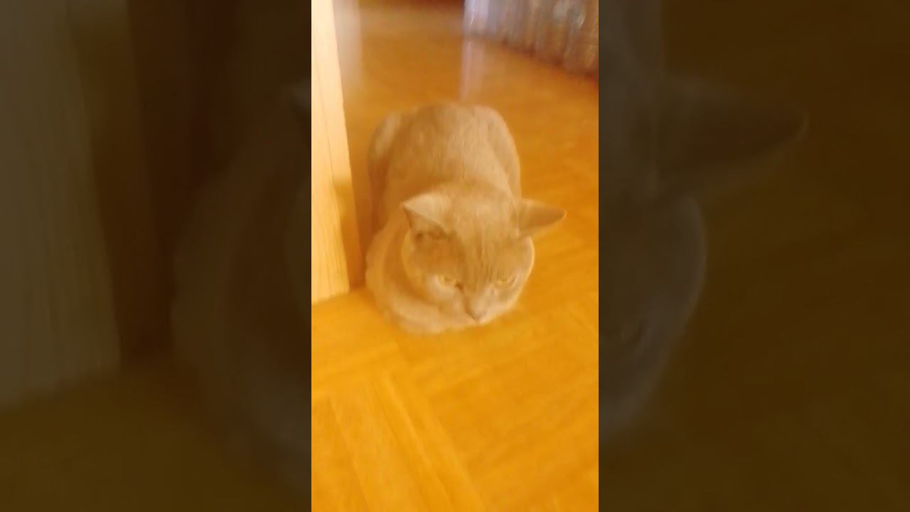 22f26003edd1f13284de4db8ffc5d34a