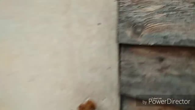 Крот красавчик,/Опилки / поросята 20 апреля 2018 г.