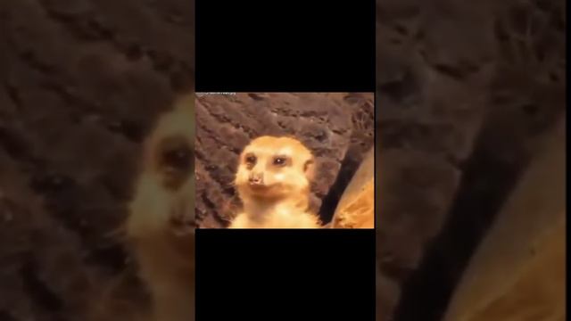 обзор клавы Zet