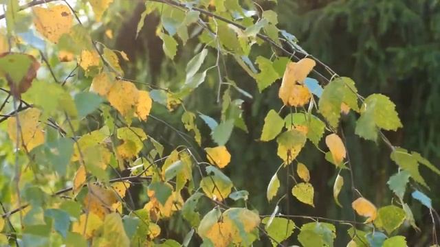 ОСЕНЬ: ПОГОВОРКИ,ПОСЛОВИЦЫ,ПРИМЕТЫ ВЫПУСК №2