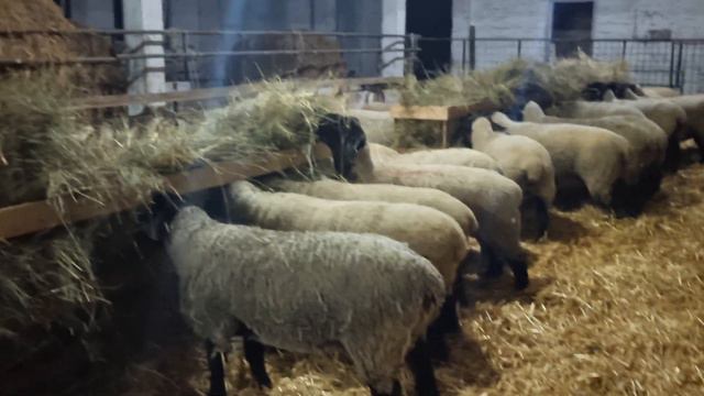 Английский Саффолк в России. саффолк суффолк saffolk sheep овцы георгиевскийдорпер бараны