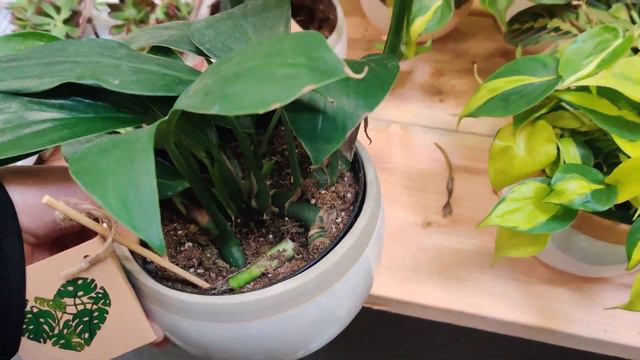 Home Depot Tropical Plants May 3, 2022