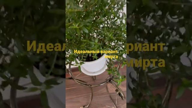 Три показателя правильного ухода за миртом