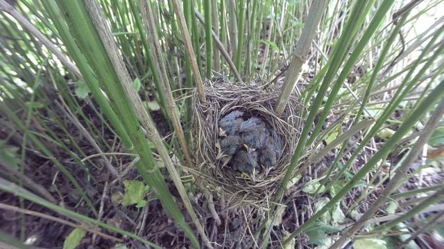 Камышовка болотная 170622 7 птенцы 24июня 1 15