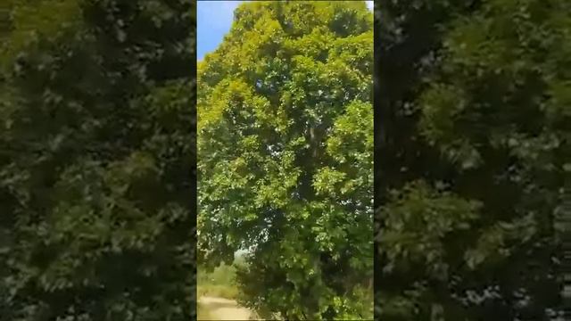 В Хангаласском районе растет береза-мутант