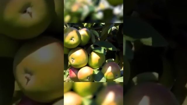 Наша дача (3)