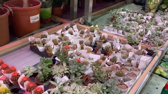 Цветочный магазин алмата  (Almata  Gullar Doʻkoni)