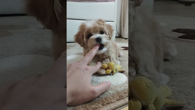 E842e973d2d0a1d3e142e5ee7fee1dc9