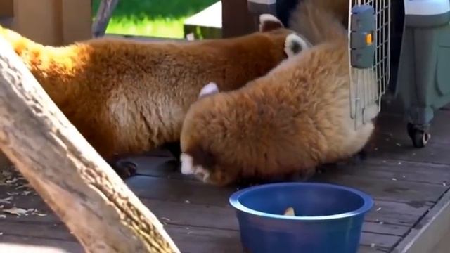 Детеныши Которые Вернулись к Своим Родителям Спустя Много Лет!