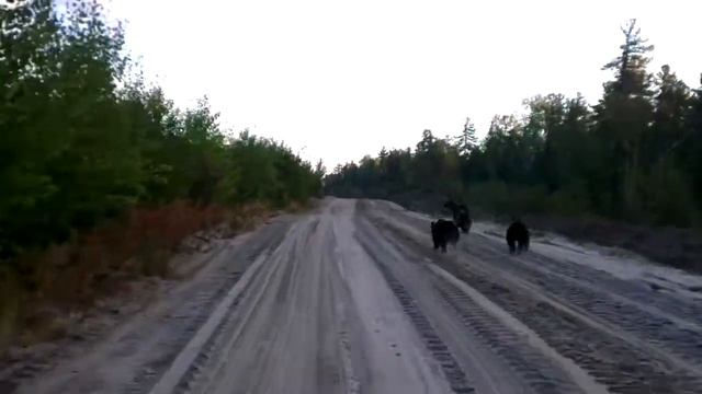 Медведица и 3 медвежонка бегут по дороге.09.09.13