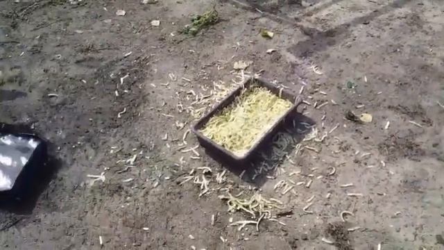 Утки мулард 2 месяца .Чем кормлю уток