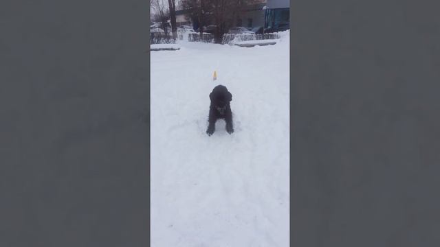 Ризеншнауцер Риччи. Комплекс по передним лапам зимой