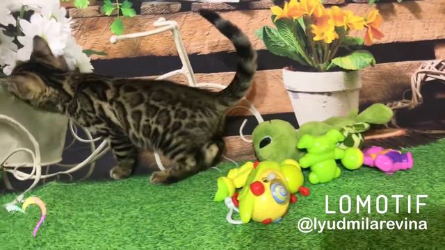 Багира -2 месяца