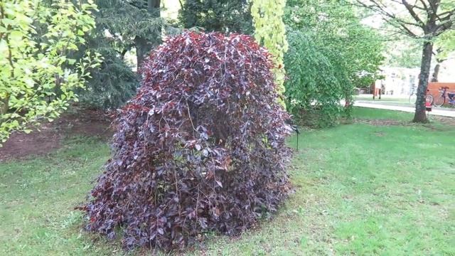 Fagus sylvatica Purpurea Pendula buk lesní