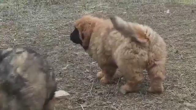 Тибетодетки ❤