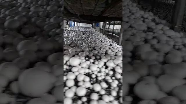 Идёт сбор (1 волна)  (Выращивание шампиньонов)