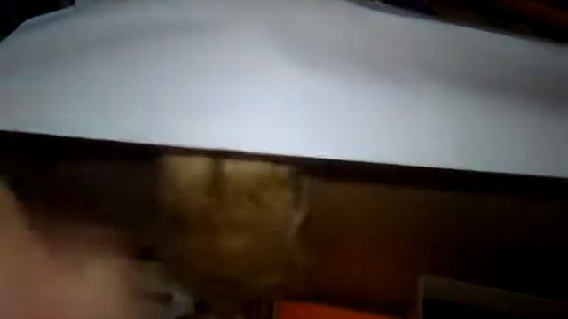 Моя хомка  Масянька