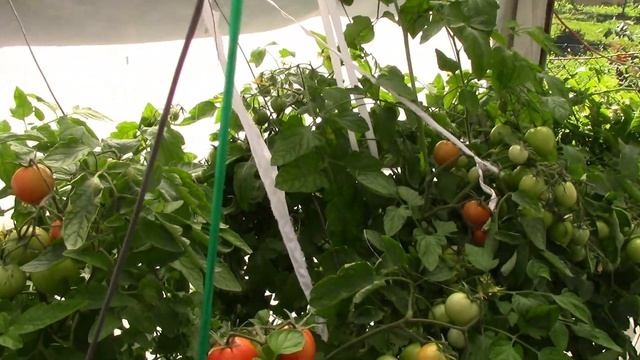 Кратенько про моим помидоры.