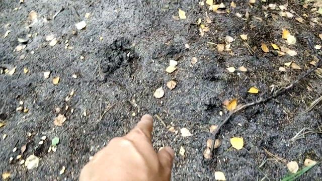 ЛЕТНИЙ КОП.  Коп 2020 с Квазар АРМ