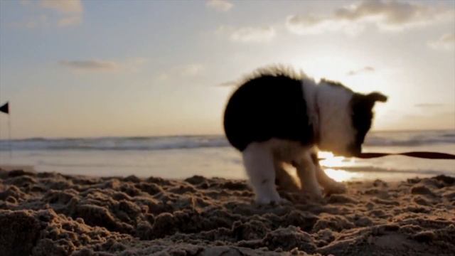 Puppy Gnaws At The Leash / Щенок грызёт поводок
