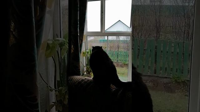 охота. шотландская вислоухая кошка охотится